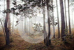 Fog in  morning in  autumn forest