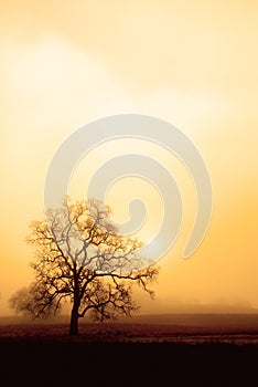 Fog, Oak and Sun in Sepia