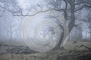 Fog in the Oak Tree Pasture photo