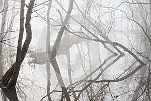 Fog obscures the trees at the edge of the flooded lake, creating a moody atmosphere