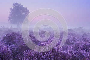 Fog over blooming heather in The Netherlands at dawn