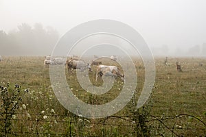 Fog over a cattle farm while cows graze in morning mist