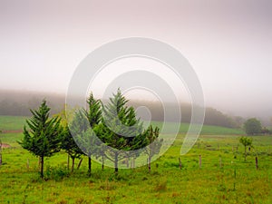 Fog over the field