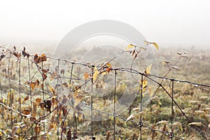 fog over the field, cold morning, late autumn in park