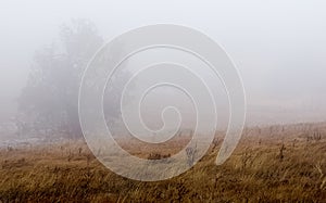 Fog over field of dry grass. Crimean landscape