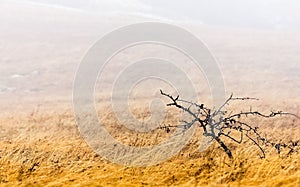 Fog over field of dry grass. Crimean landscape