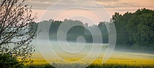 Fog over field with trees and bushes in morning