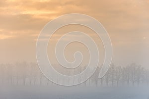 Fog over field with trees and bushes in morning