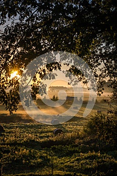 Fog over field with trees and bushes in morning