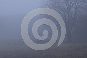 Fog over a field where horses graze in winter