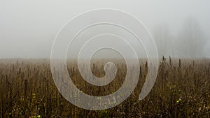Fog over field with wild plants