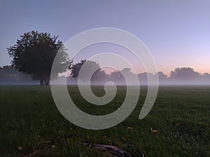 Fog over grass and trees in park