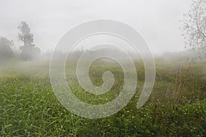 Fog Over Grassy Field