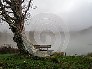 Fog over Lake Pranda in the Apennine mountains, Italy. With bench and tree. Tranquil melancholic background ideal