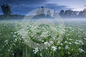 Fog over the meadow