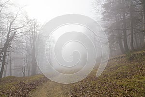 Fog over a mountain path in a forest 