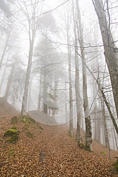 Fog over a mountain path in a forest 