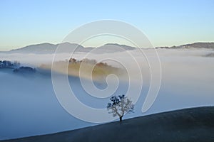 fog over the mountains and hills across the blue sky. Silhouette of the tree across the fog. Minimalistic panorama