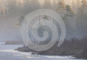 Fog over spruce forest trees at early morning. Spruce trees silhouettes on mountain hill forest at autumn foggy scenery