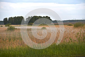 Fog over the swamp in the evening in the field