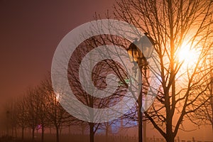 Fog in park at night by the light of street lamps