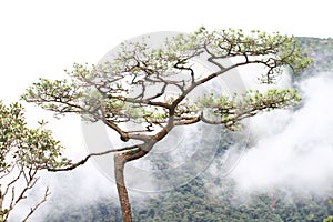 Fog in pine forest