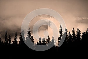 Fog and Pine Tree on Rugged Mountainside