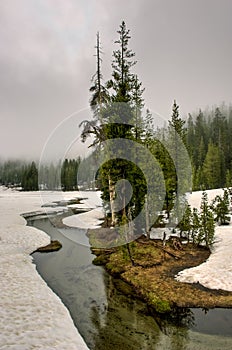 Fog and Pines along Kings Creek in Spring, Lassen Volcanic National Park