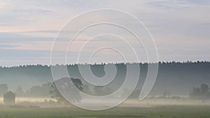 Fog quickly moves on a meadow