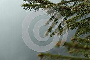 Fog and rain in mountain forest. Drops of rain or dew on spruce twig. Gray dark background of nature in rainy weather