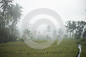 fog on rice fields and coconut trees