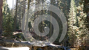 Fog rising in sequoia forest, fallen redwood trunks in old-growth wood. Misty morning in coniferous woodland, national