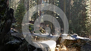 Fog rising in sequoia forest, fallen redwood trunks in old-growth wood. Misty morning in coniferous woodland, national