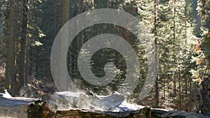 Fog rising in sequoia forest, fallen redwood trunks in old-growth wood. Misty morning in coniferous woodland, national