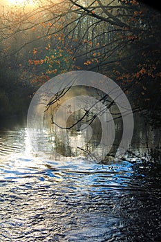 Fog on River with Maple Tree During Autumn. photo