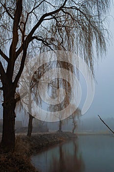 Fog on the river in winter forest, willow on the coast