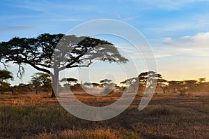 Fog rolls in among the acacia trees of of Serengeti National Park at dawn in Tanzania, Africa