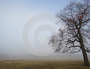 Fog rural background with leaning winter tree