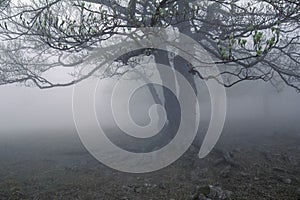 Fog's tree