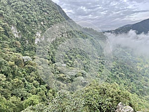 Fog-shrouded Cloud Forest Mountains