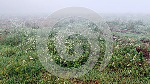 Fog shrouded the green field. Morning dew fell on the grass and flowers growing in the field. Dew drops on green grass.