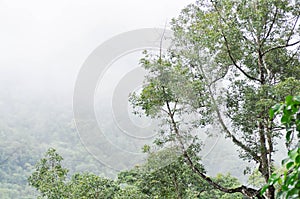 fog and sky ,cloud ,tree and mountain
