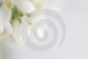 Fog smoke nature horizontal copy space background. Soft focus blur snowdrop flower petals