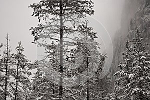 Fog and snow cover the forests and mountains photo