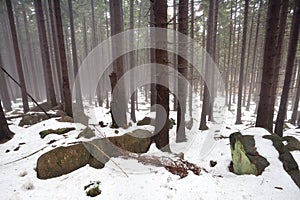Fog and snow in old coniferous forest