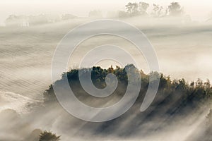 Fog with sun rays over the grove on the field