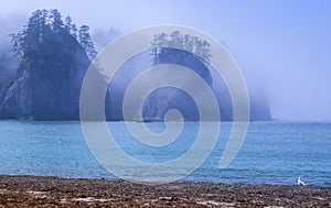 Fog surrounds Rock seastacks with trees on the Pacific coast of Washington state