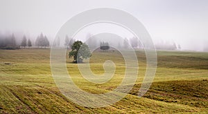 Fog in Tatras