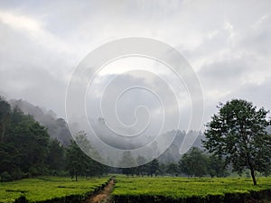 Fog in the tea plantation rancabali bandung