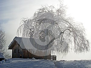 Fog, tree & house